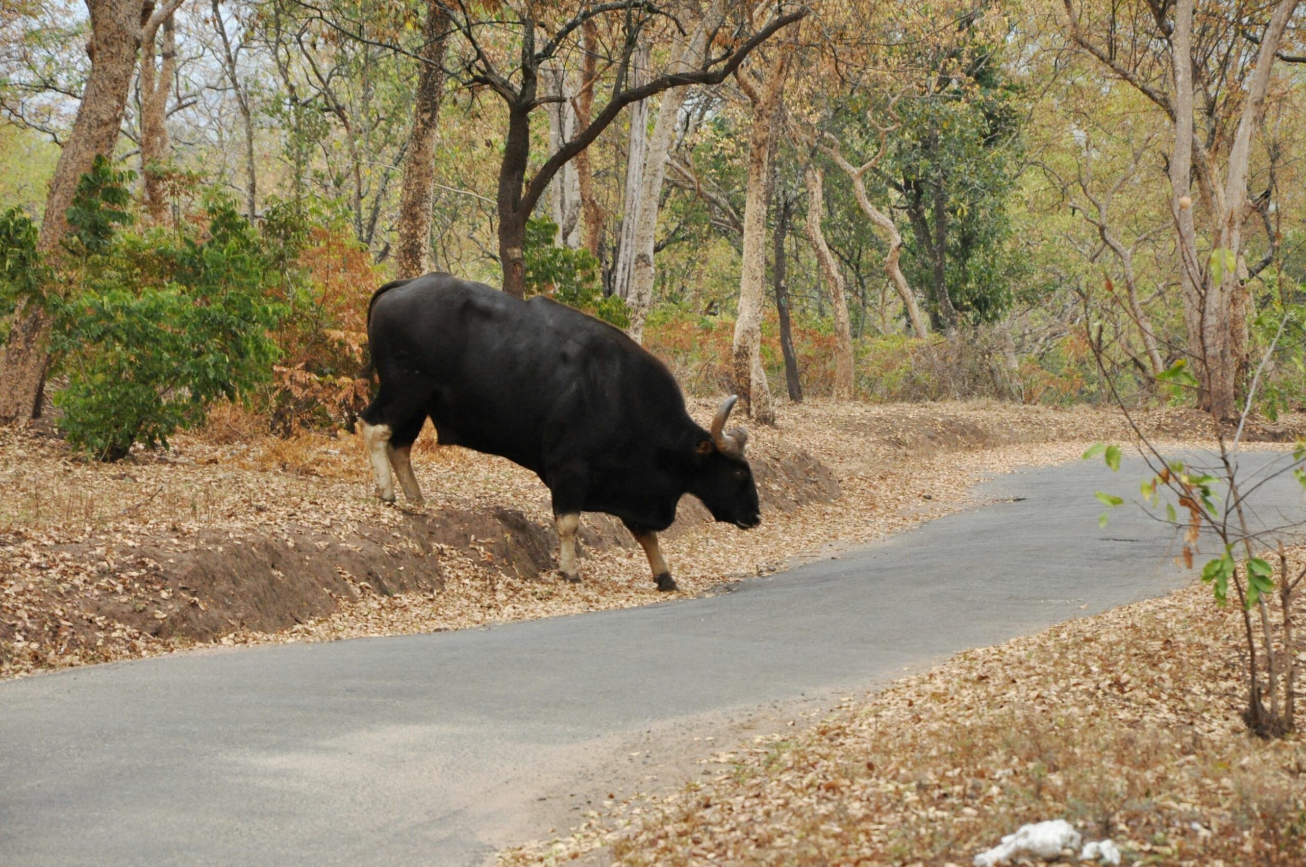 A gaur crossing Marayoor sandalwood forests. (KA Shaji)