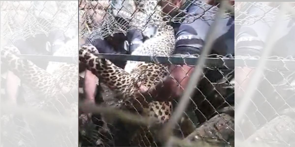 Kerala leopard chicken coop