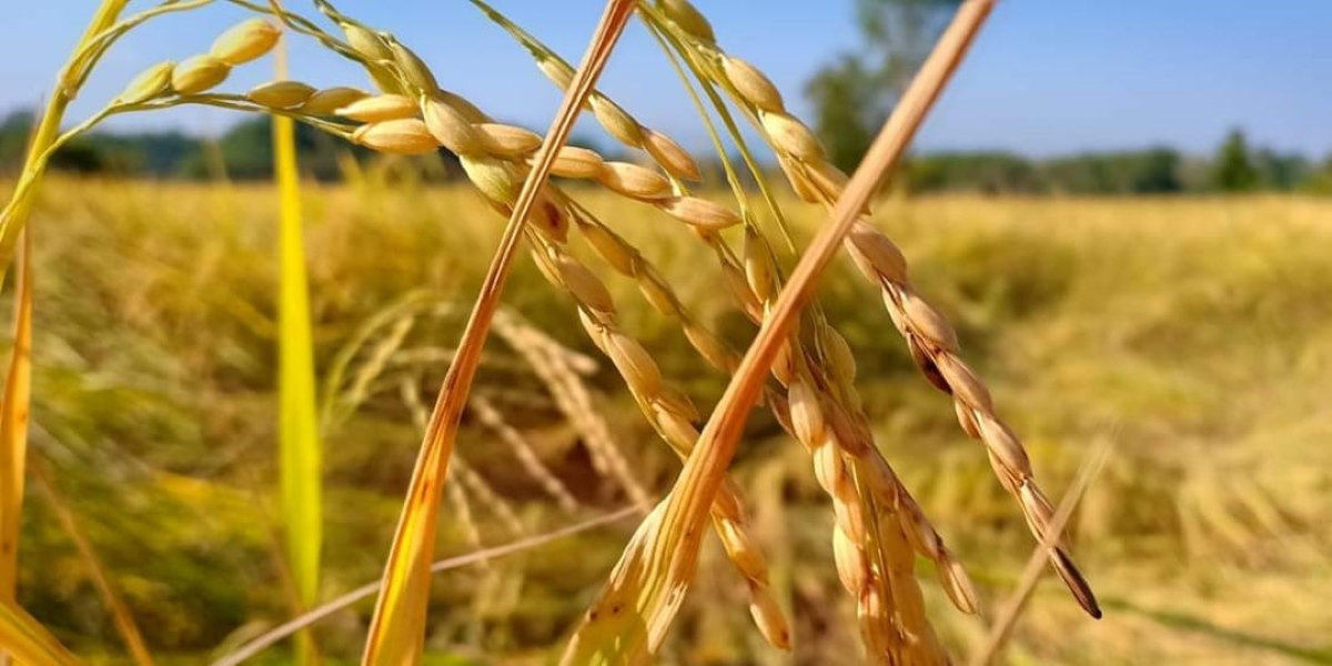 Paddy field