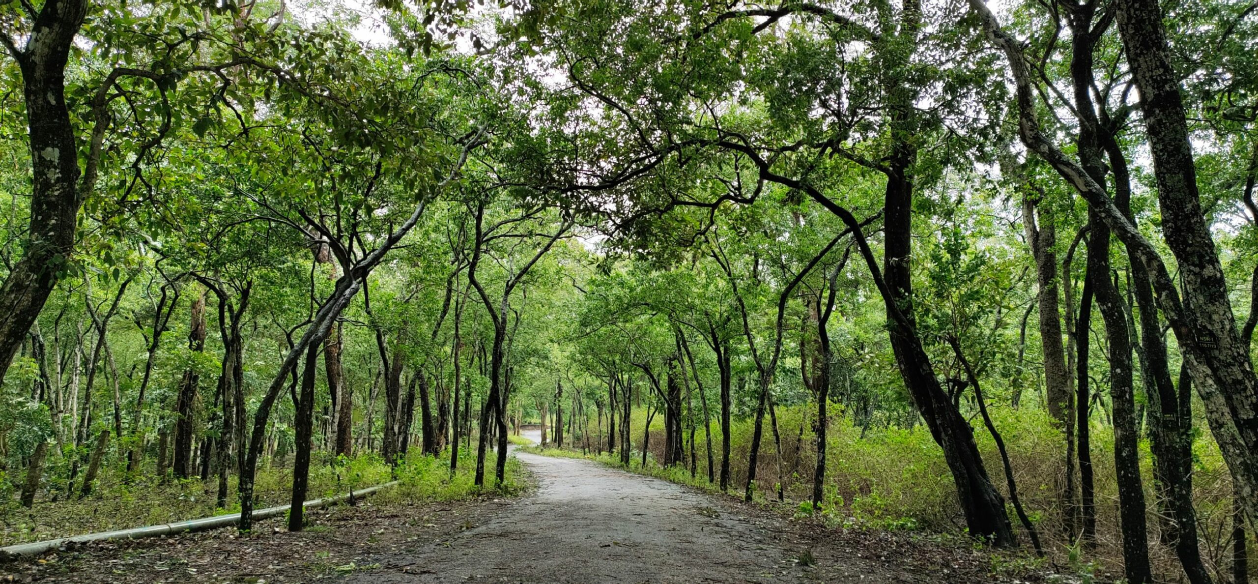 Marayoor sandalwood reserve. (KA Shaji)