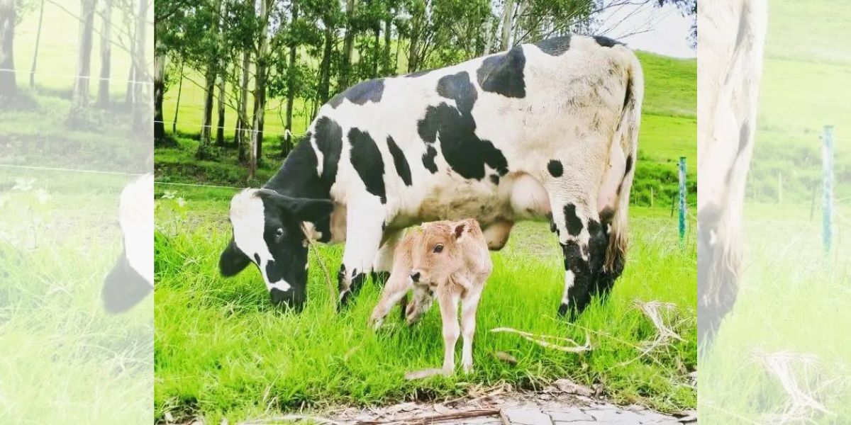 Genetic makeup of native cows