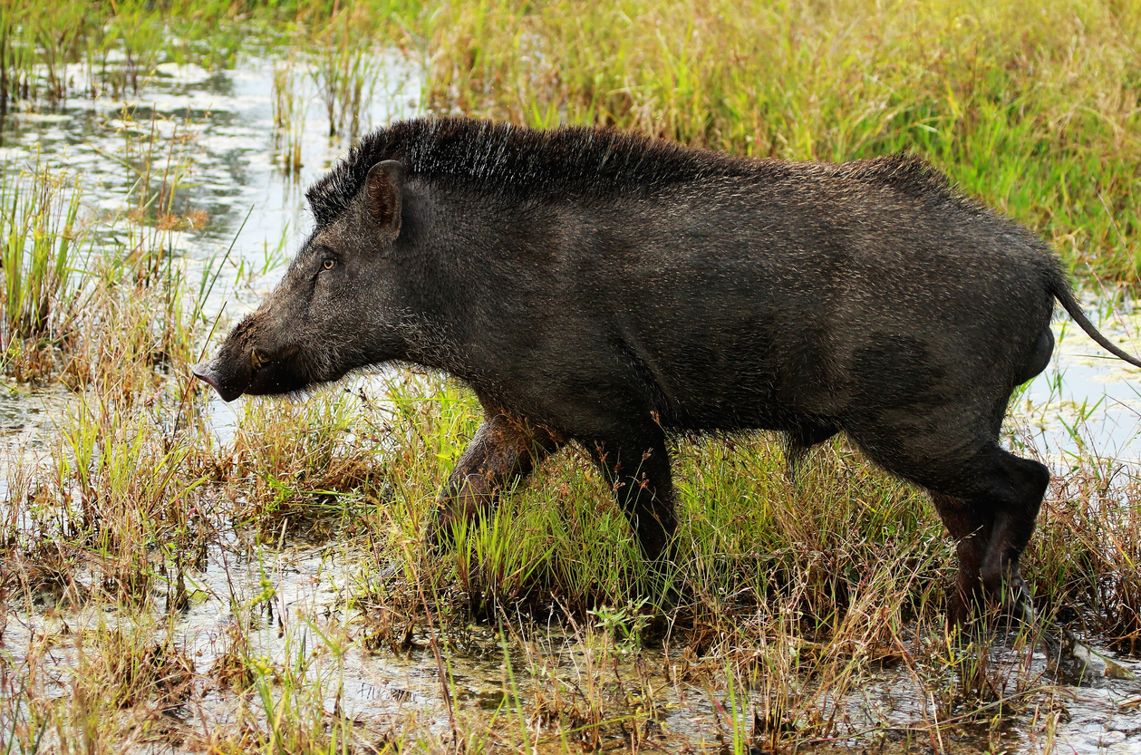 Wild boar Karnataka farmers