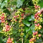 coffe in soliga land