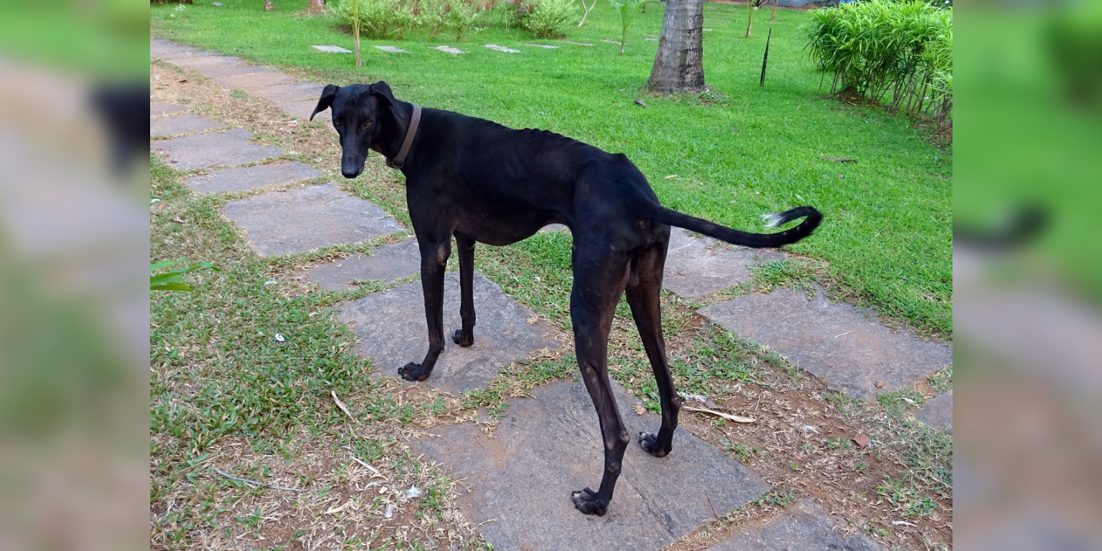 A Mudhol hound