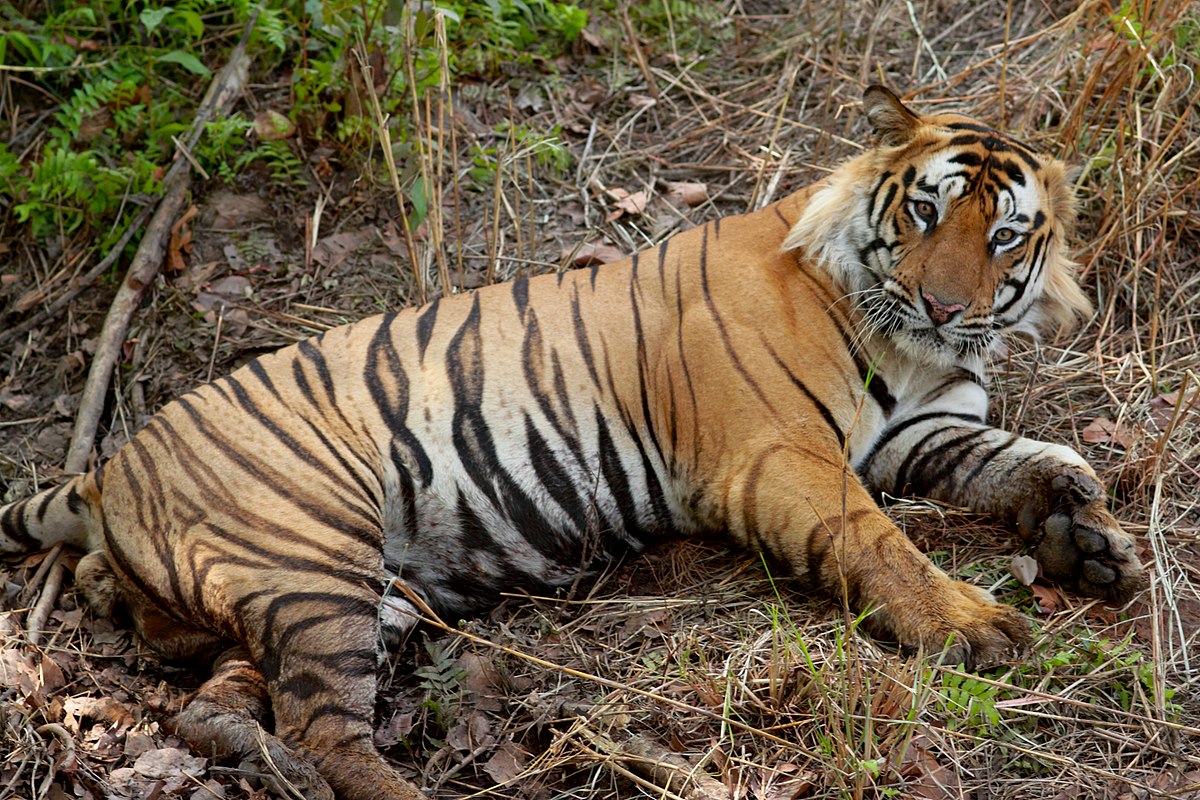 Wayanad tiger death killed
