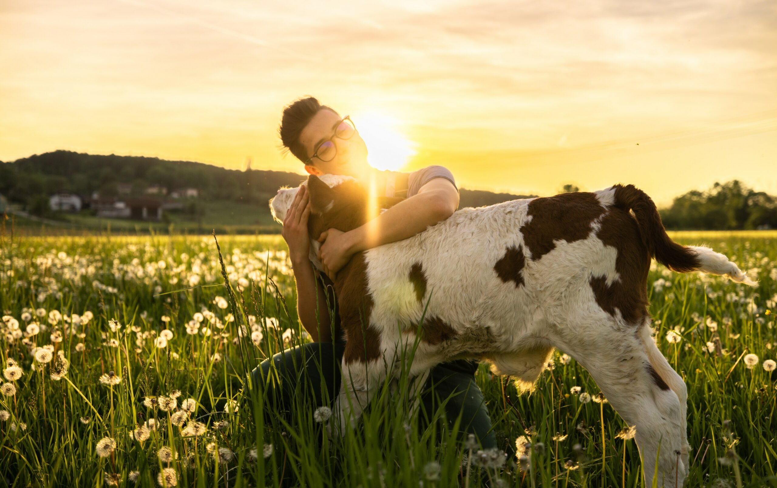 14 February is Cow Hug Day? It’s not alone!