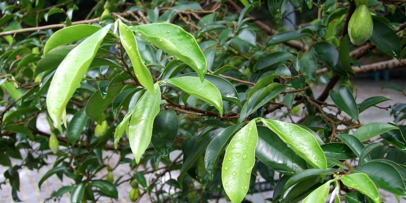 Leaves of Agarwood tree. (Creative Commons)