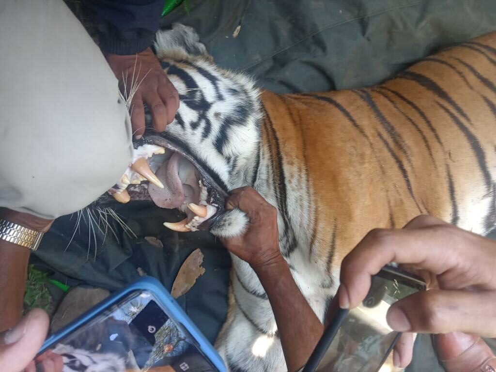 Forest Officials capture 12-year-old female tiger that mauled two men in Udupi