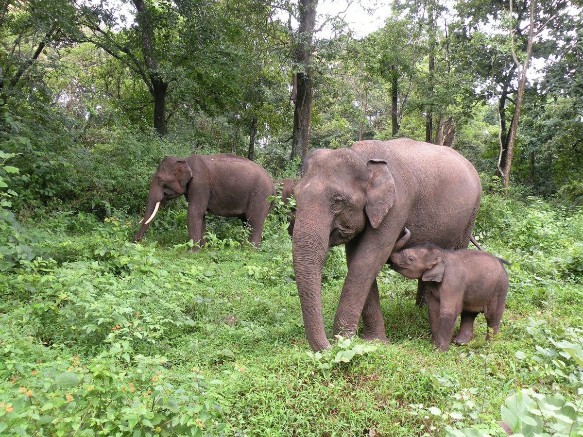 1920px-A_family_group_of_elephants_in_Mudumalai_TR_AJTJohnsingh