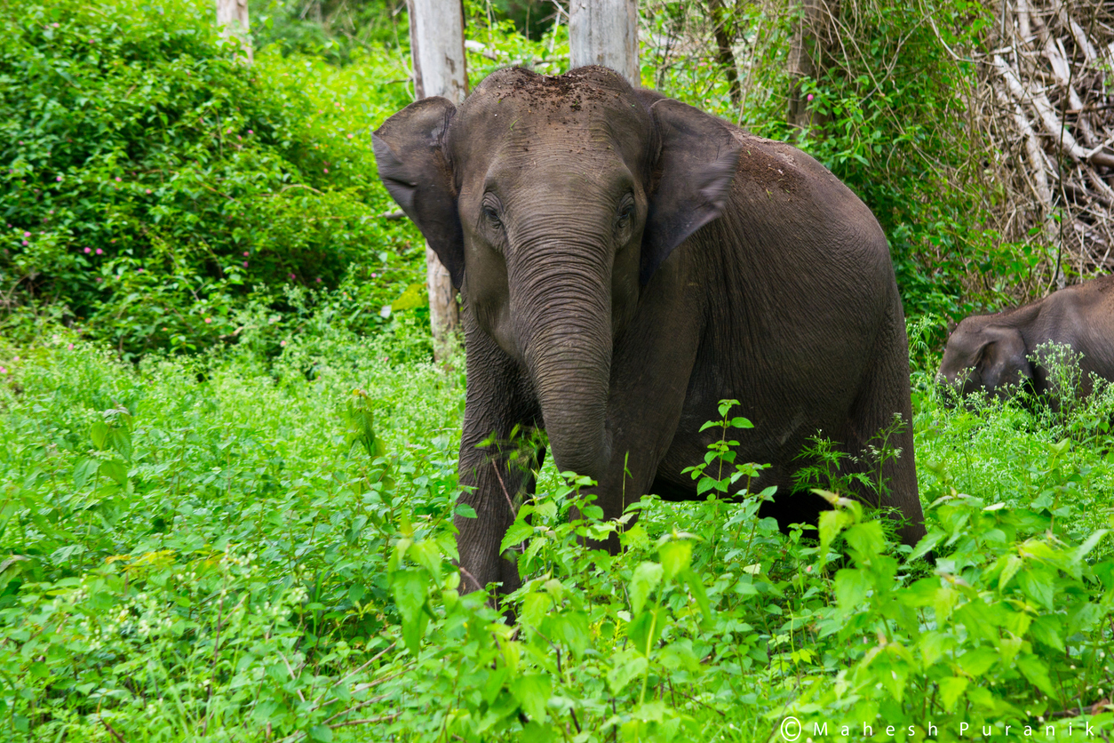 It is believed that the four dead elephants were part of a 6-tusker pack. (iStock)