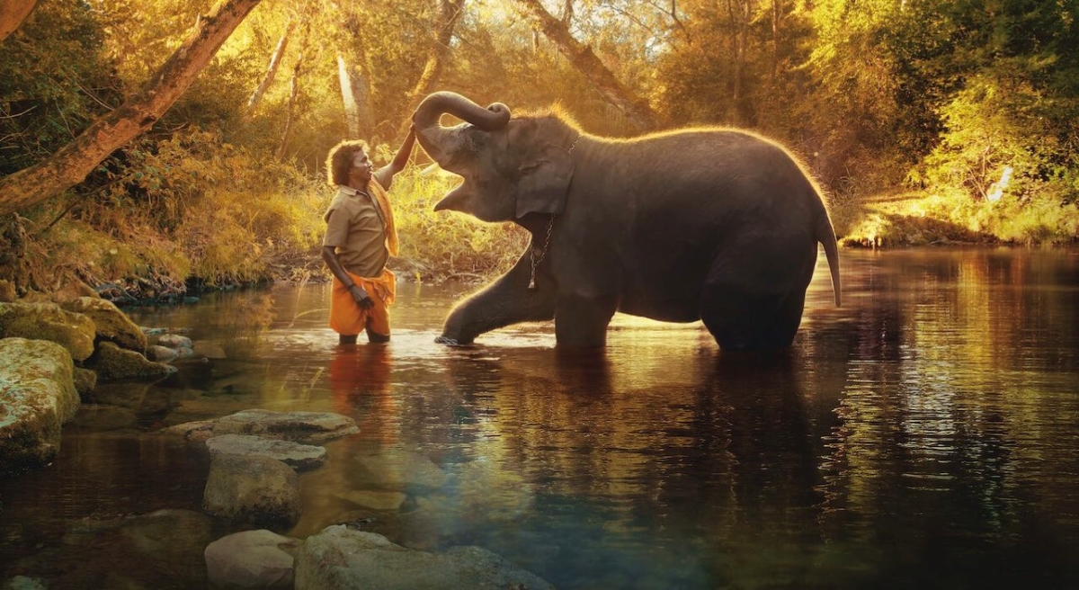 still the elephant whisperers
