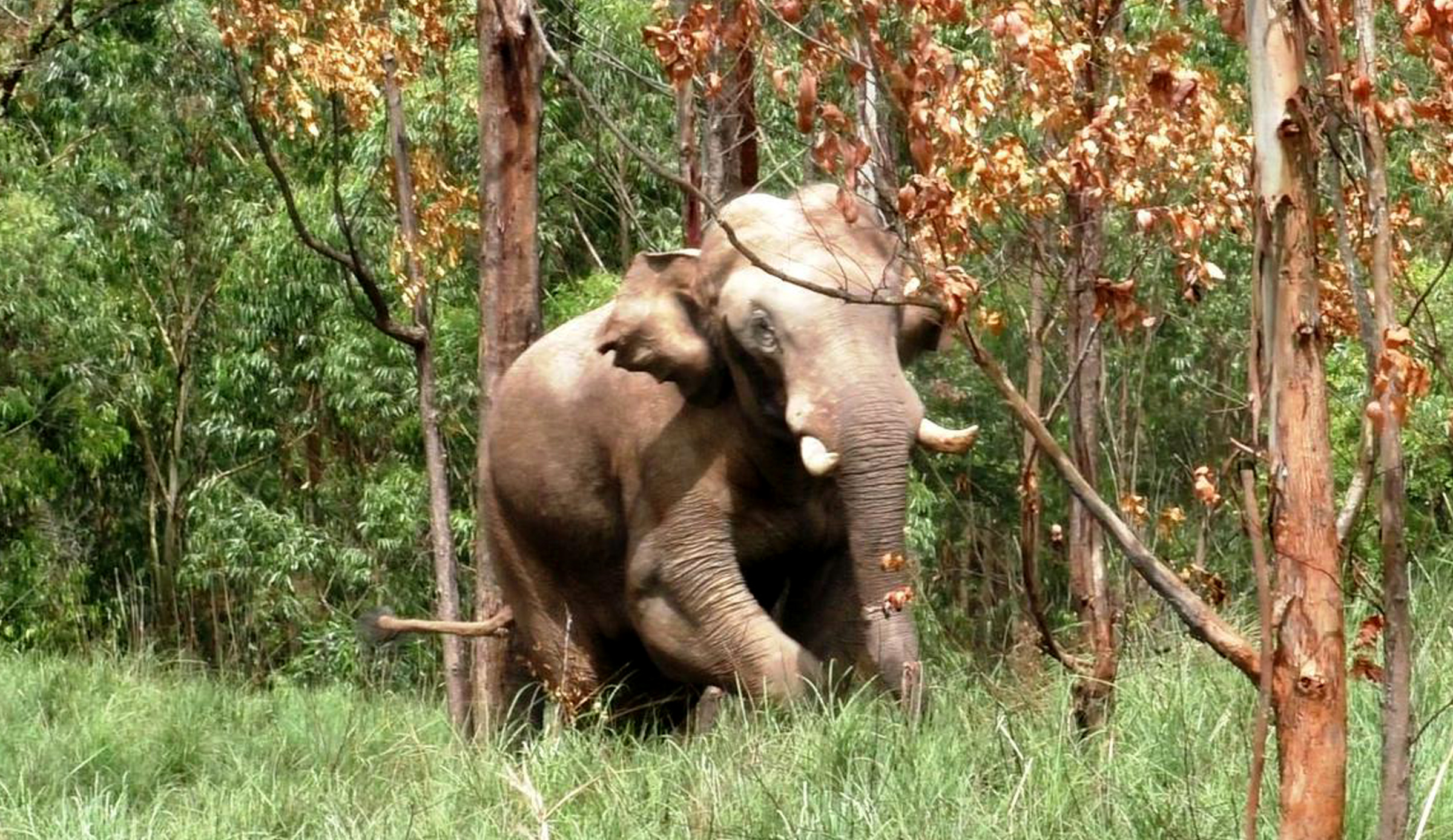 Arikomban Elephant Kerala