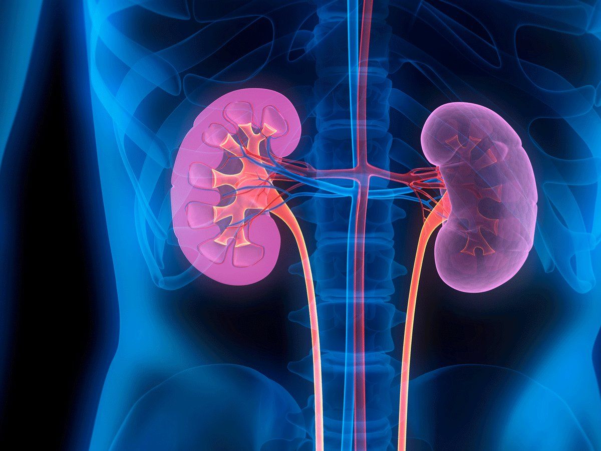 10% of the Indian population is affected by chronic kidney disease, say experts. (Wikimedia Commons)