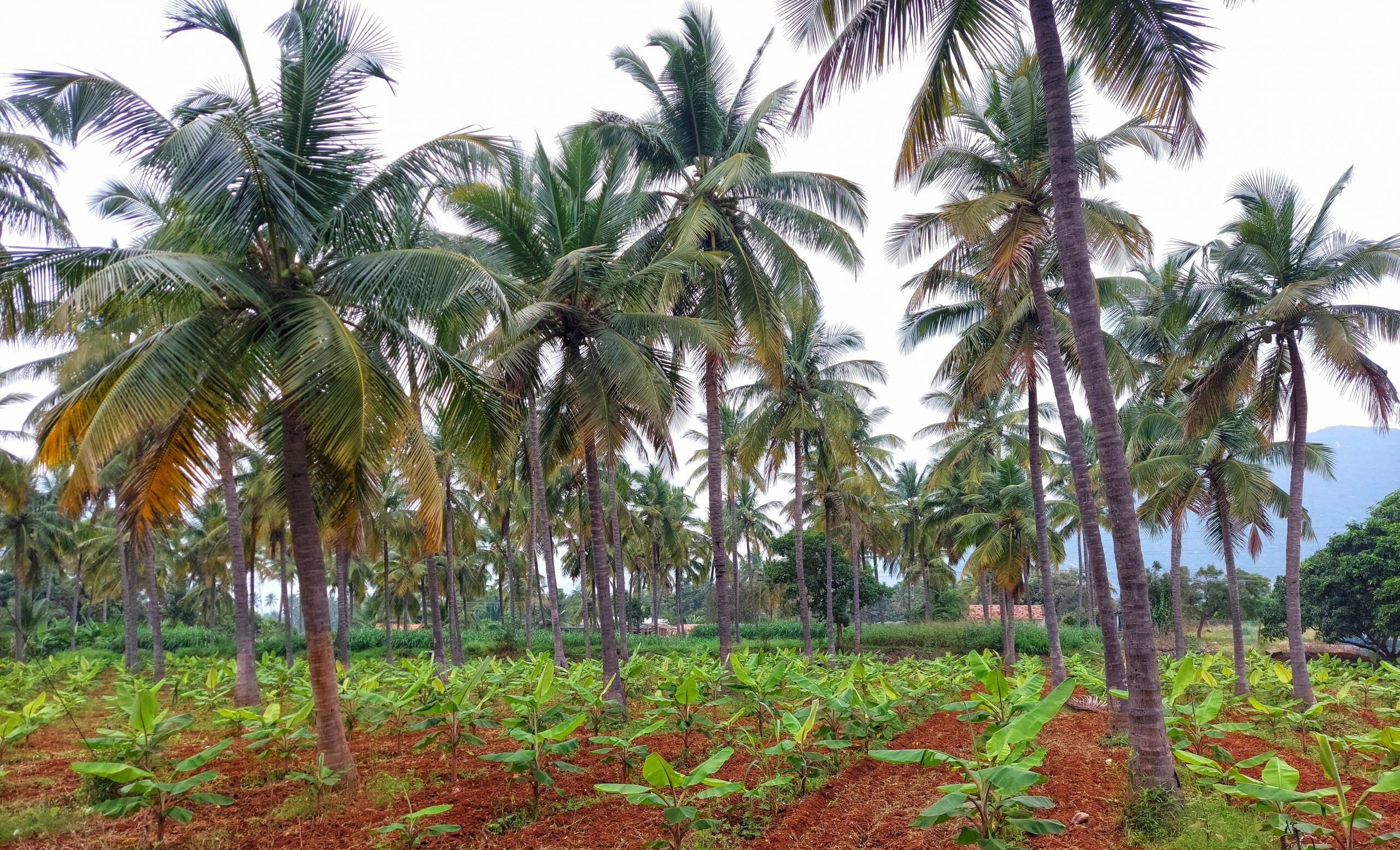 Crash in coconut price