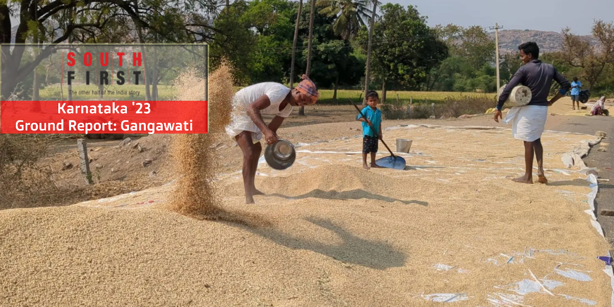 Karnataka Gangavathi Paddy