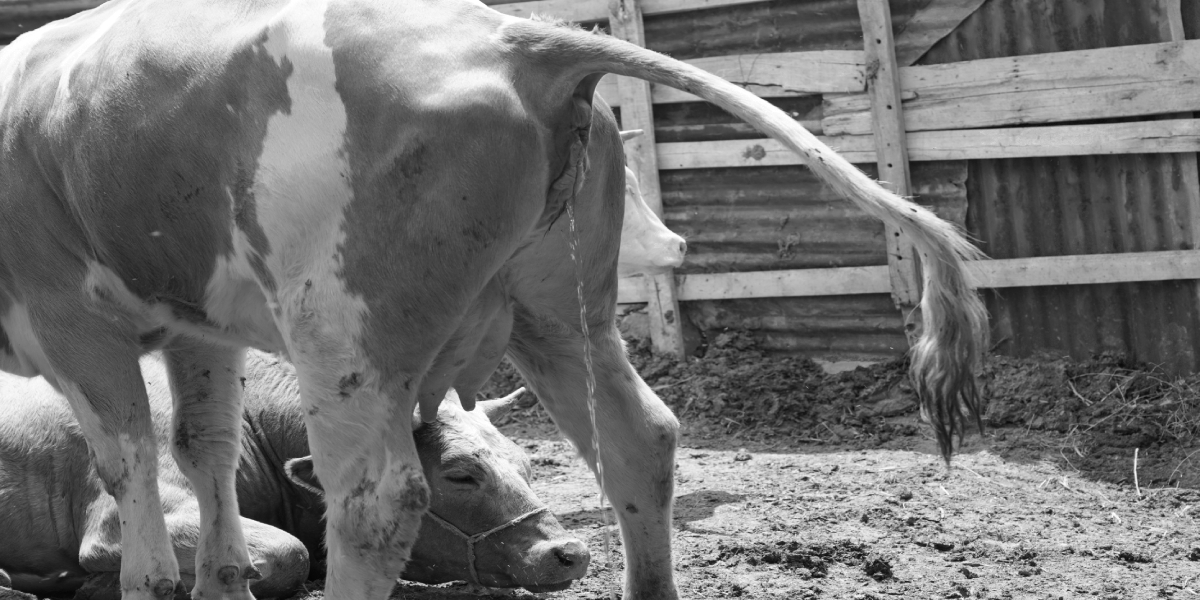 cow urine