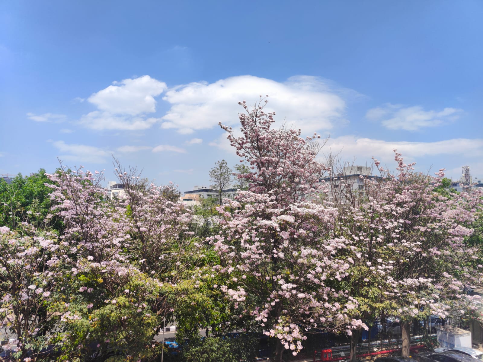 Pink flower phenomenon in Bangalore