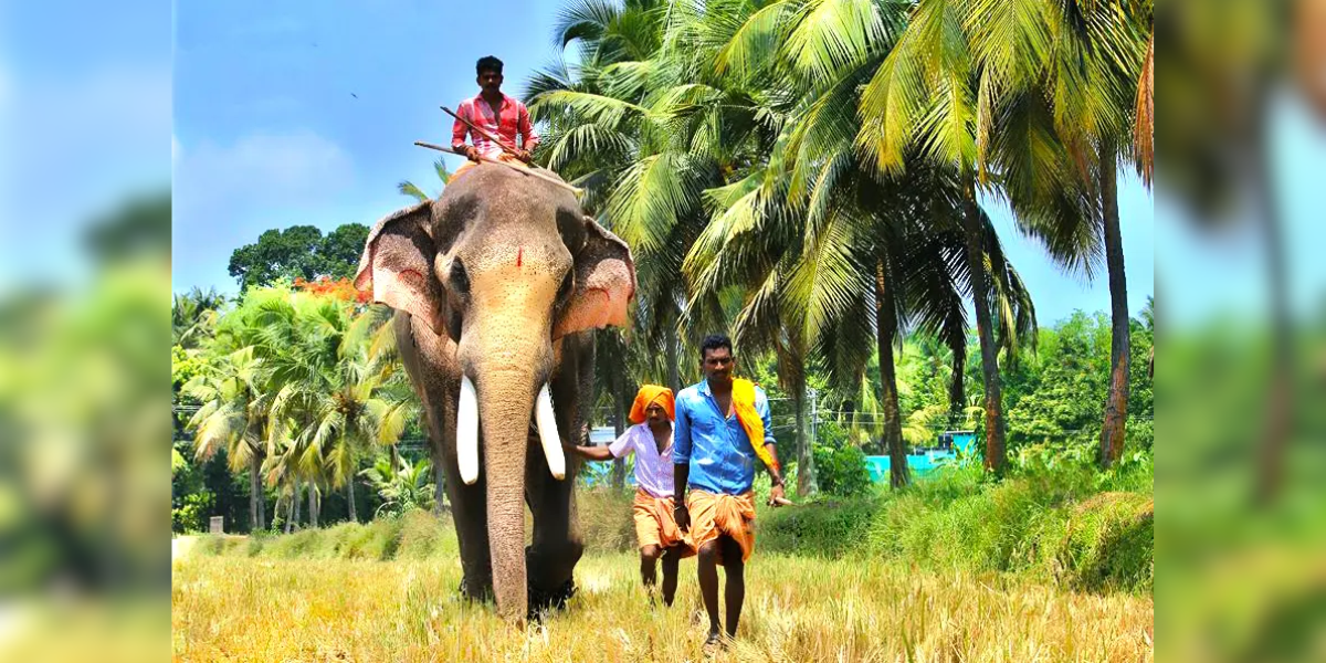 Thechikottukavu Ramachandran during his halcyon days. (Supplied)