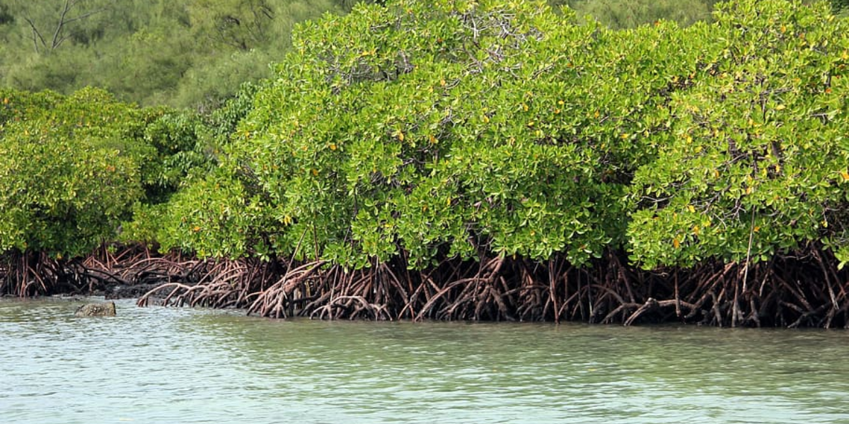 Some 75 percent of the remaining mangroves across Kerala are in the hands of private individuals. (Creative Commons)
