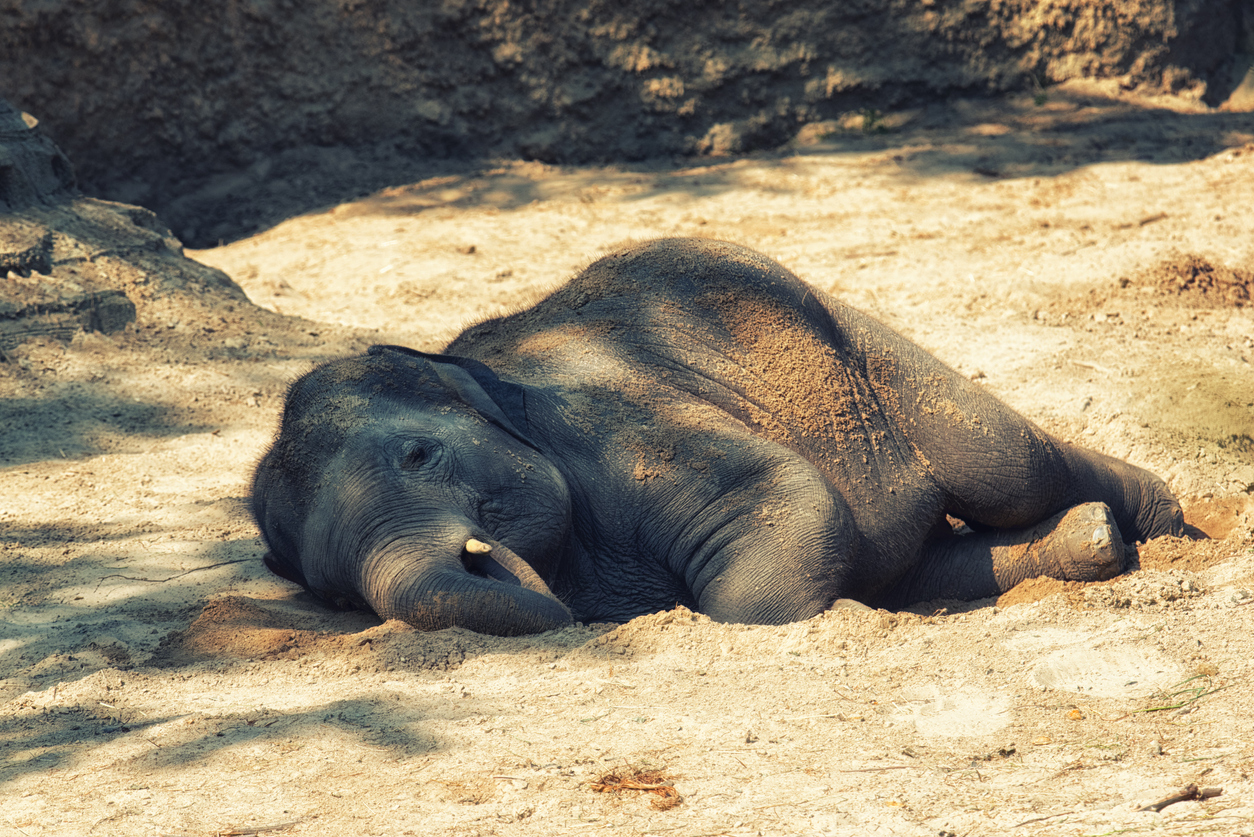 Dead elephant