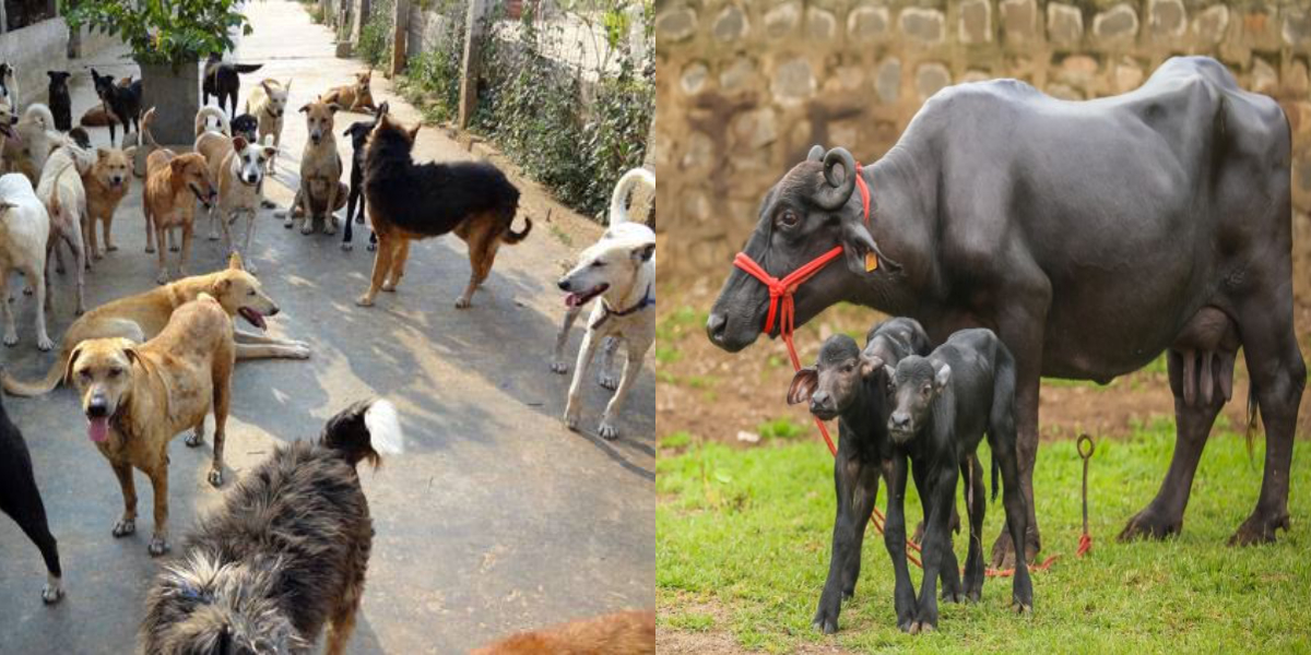 Two more anti-rabies vaccines to be given to 300 panicked villagers in Asifabad after calf dies of rabies