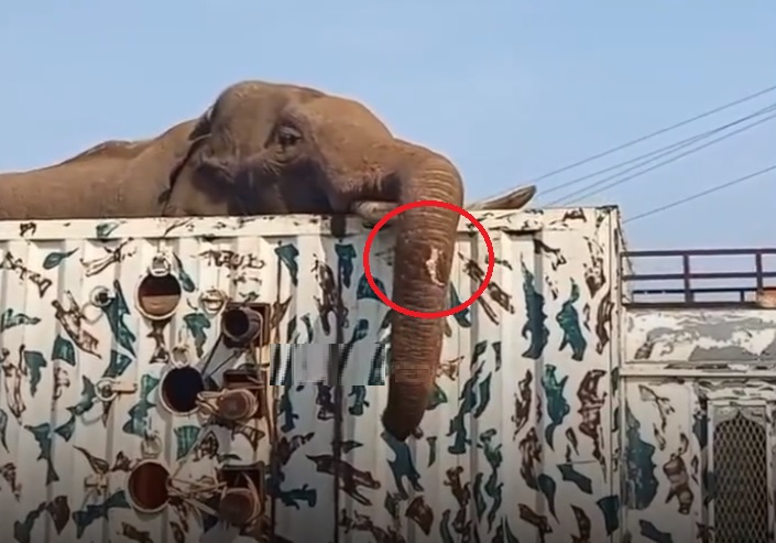 Arikomban settles into new home