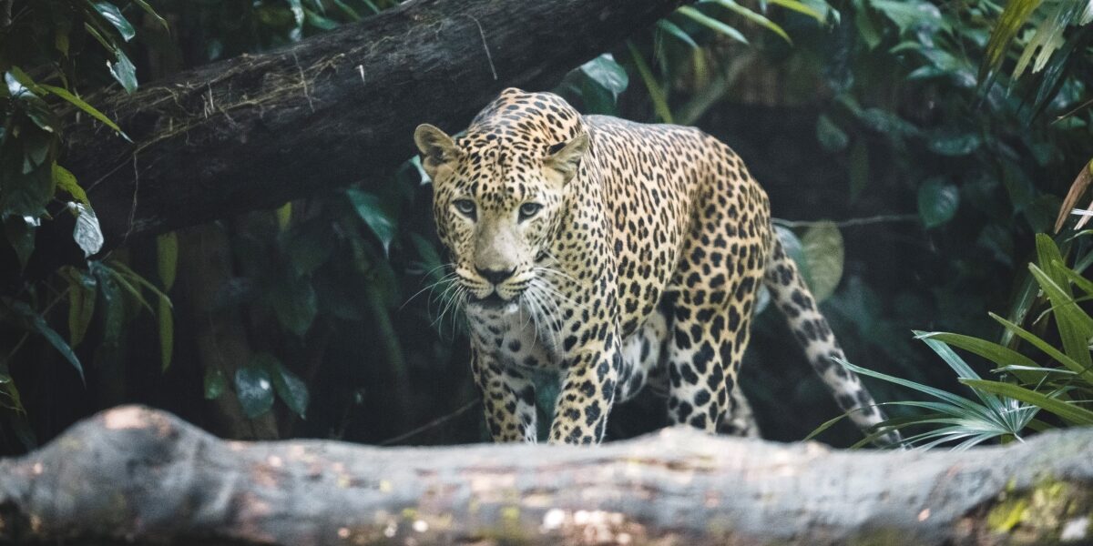 Leopard captured after three year old attacked