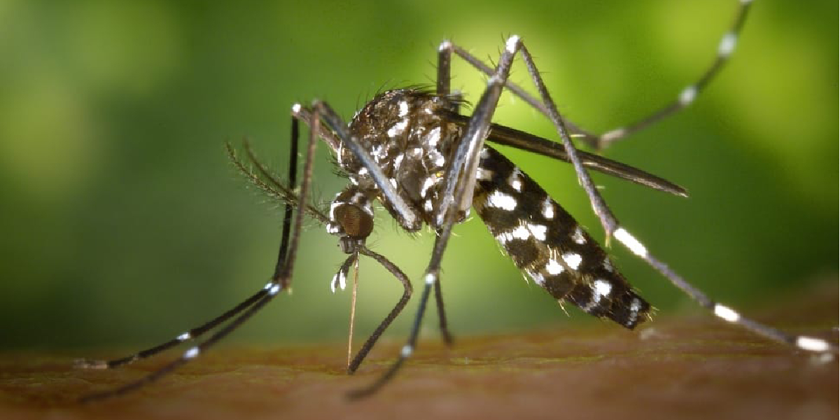 Currently, there are no approved vaccines to prevent the disease caused by CHIKV virus nor are there effective antiviral treatments for the disease. (Creative Commons)