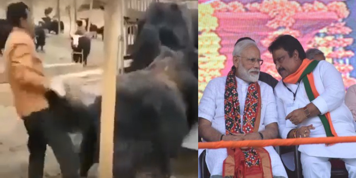 The ouch moment: BJP leader Jithender Reddy delivers a kick to the groin, Telangana tries to identify the yak!
