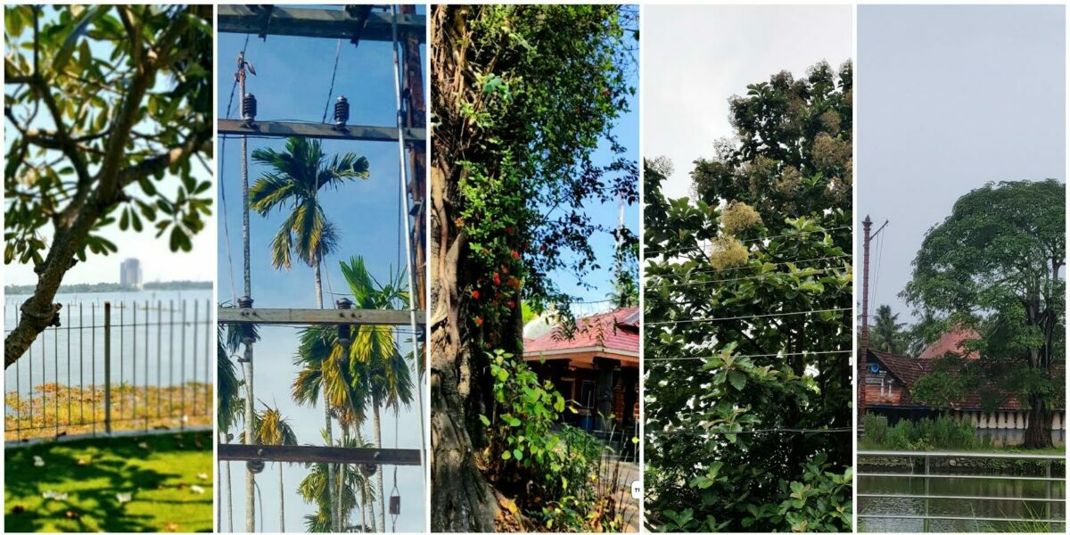 Trees of Cochin offers its followers crucial information about a tree’s life and times, and its role in the lives of Kochiites