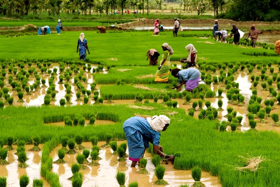 Is rice good for diabetics?