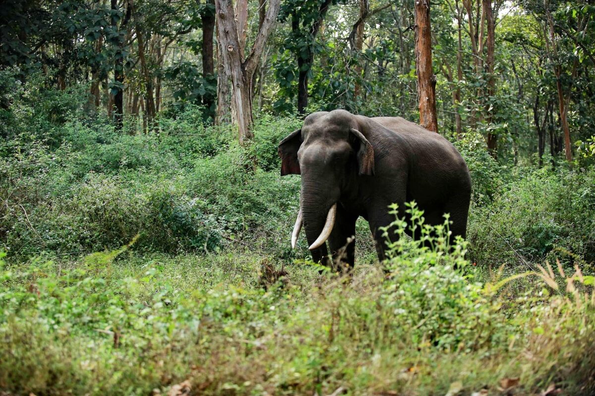 elephant