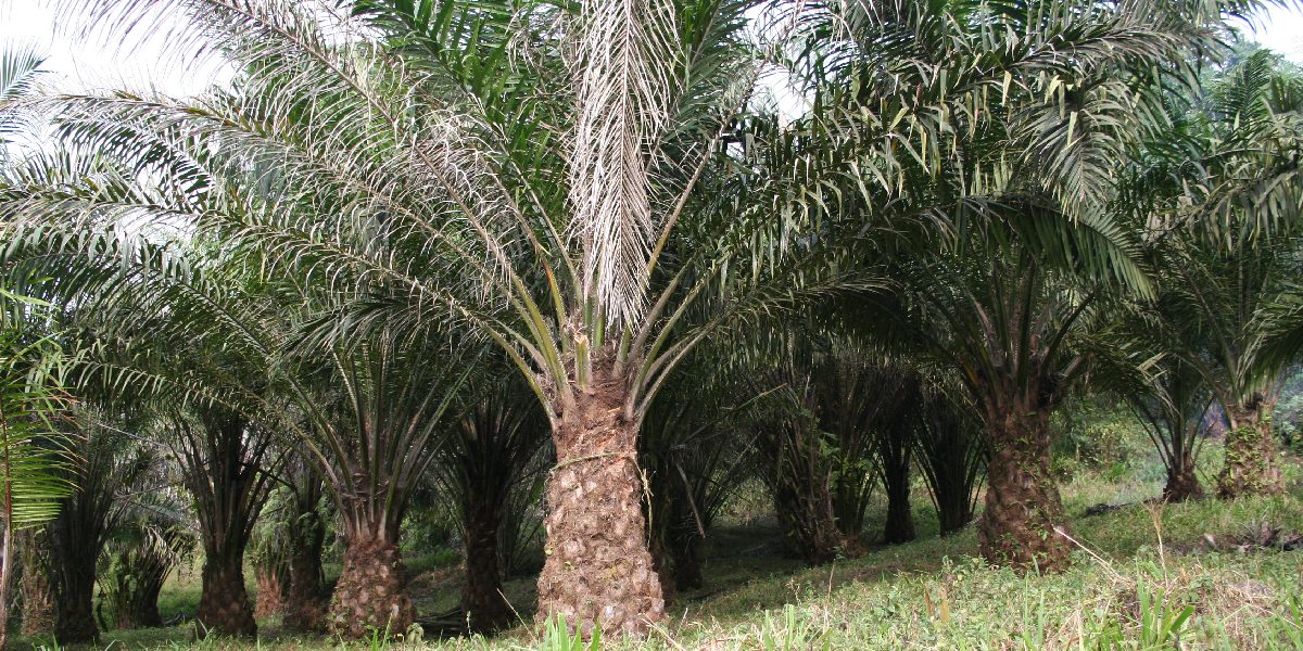 Oil palm plantation