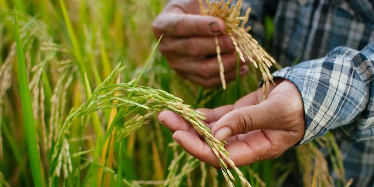 Paddy crop