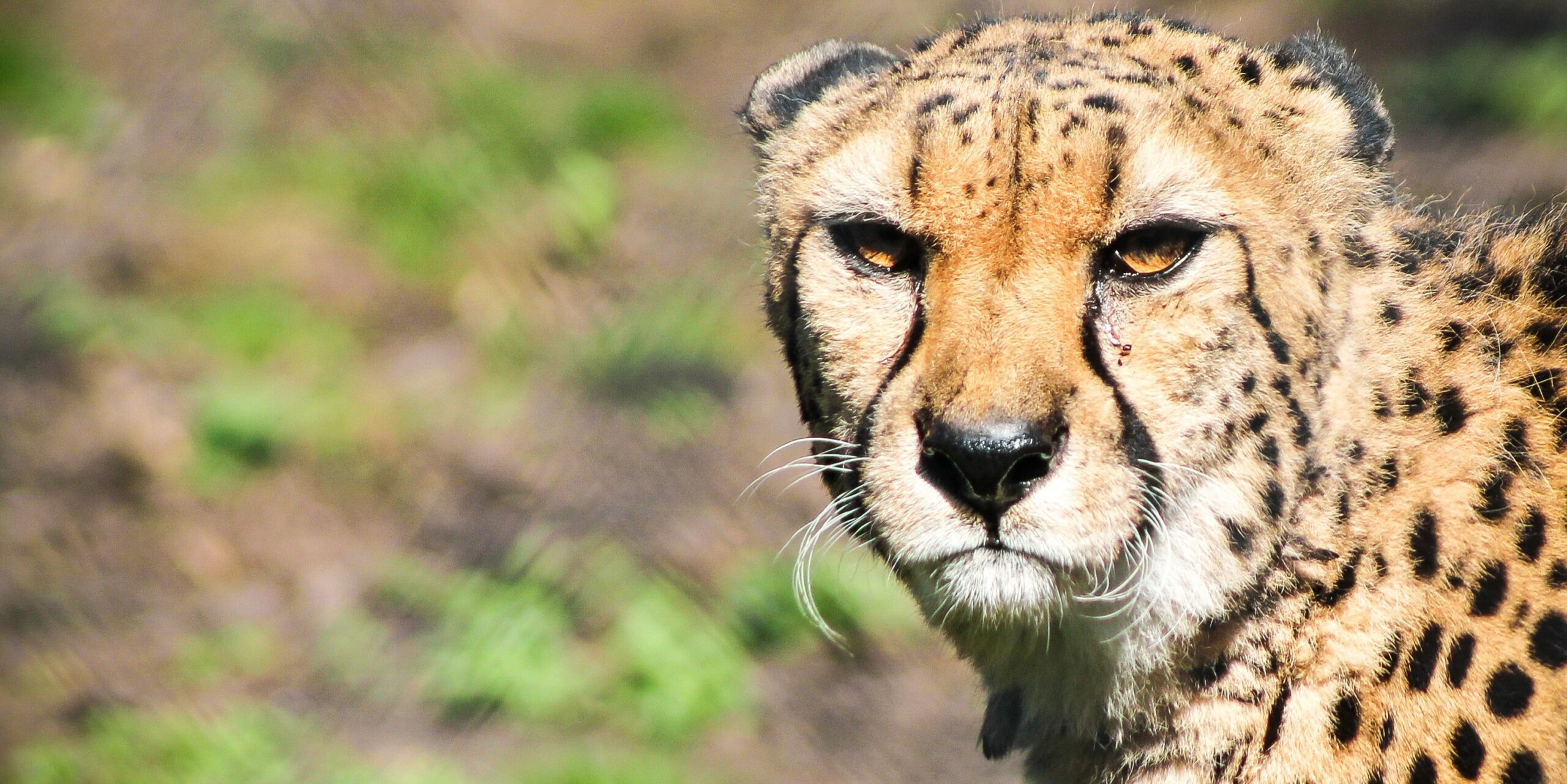 Cheetah death Kuno