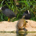 Birds and other water life at the lake