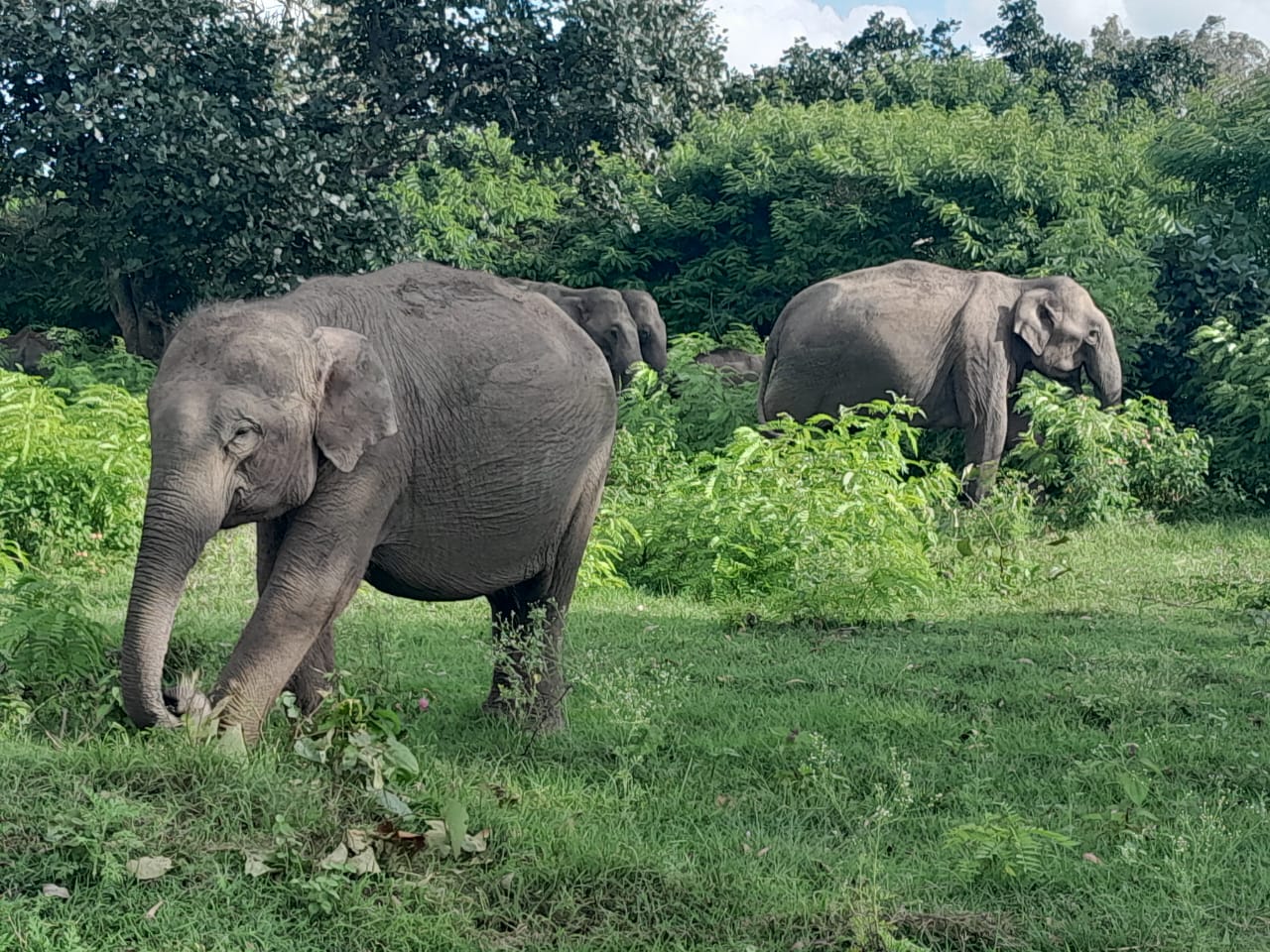 Karnataka Wildlife Elephant Census