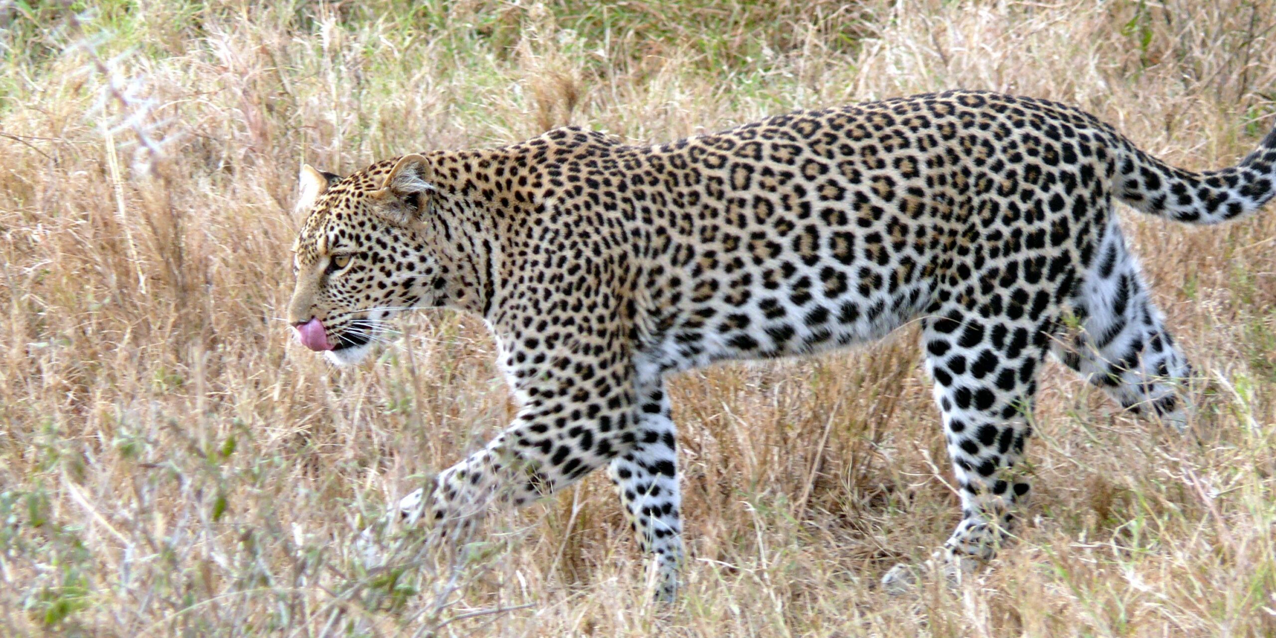 The leopard had allegedly been on the prowl for the past 15 days. (Creative Commons)