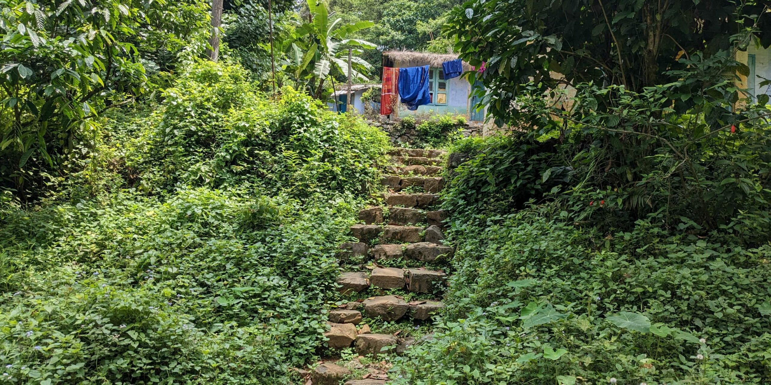 Gavi forest in Kerala