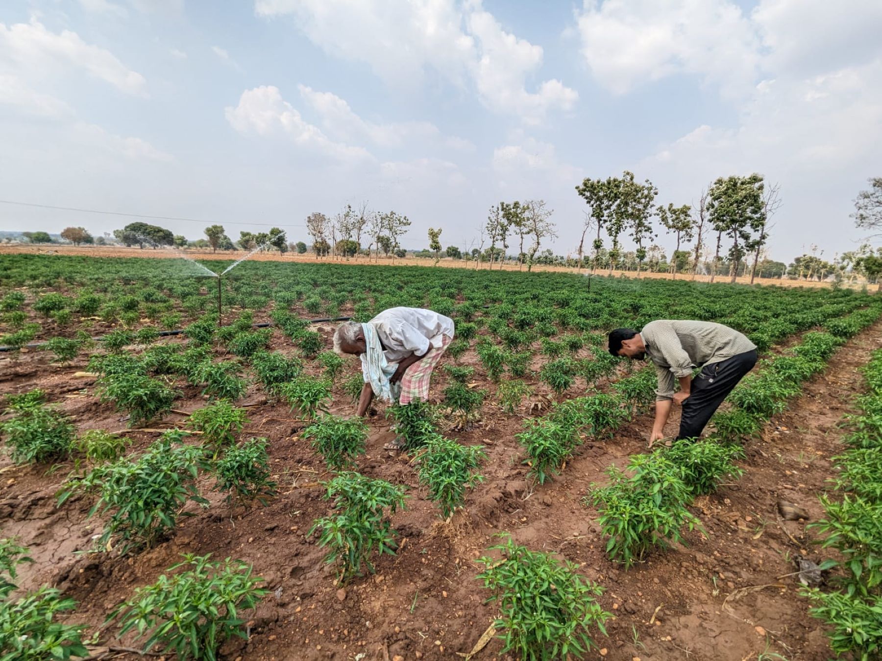 Karnataka Farmer Rain Deficit Monsoon