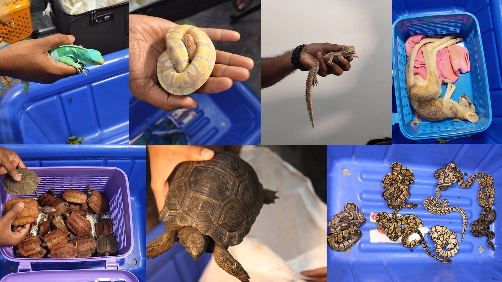 Wildlife seizure and rescue at Bengaluru International airport
