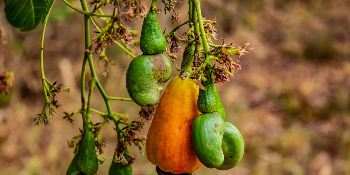 Kerala government to bear 50 percent of interest on capital loans by cashew companies