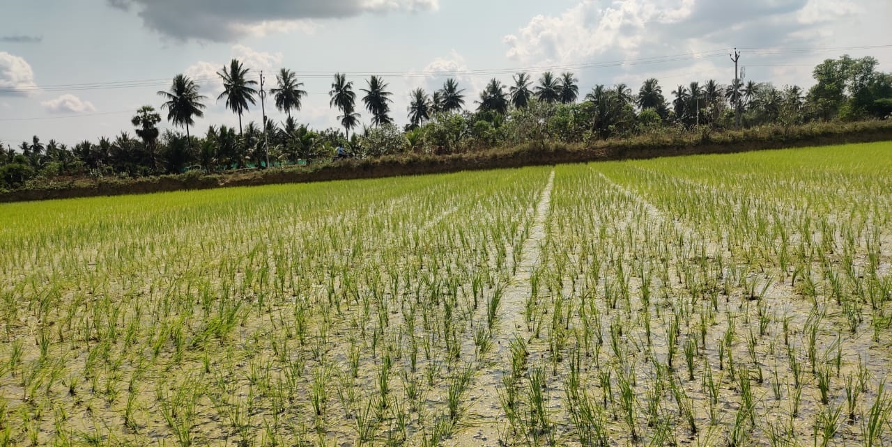 Will appeal CWRC recommendation, says DK Shivakumar as TN farmers say 5,000 cusecs not enough