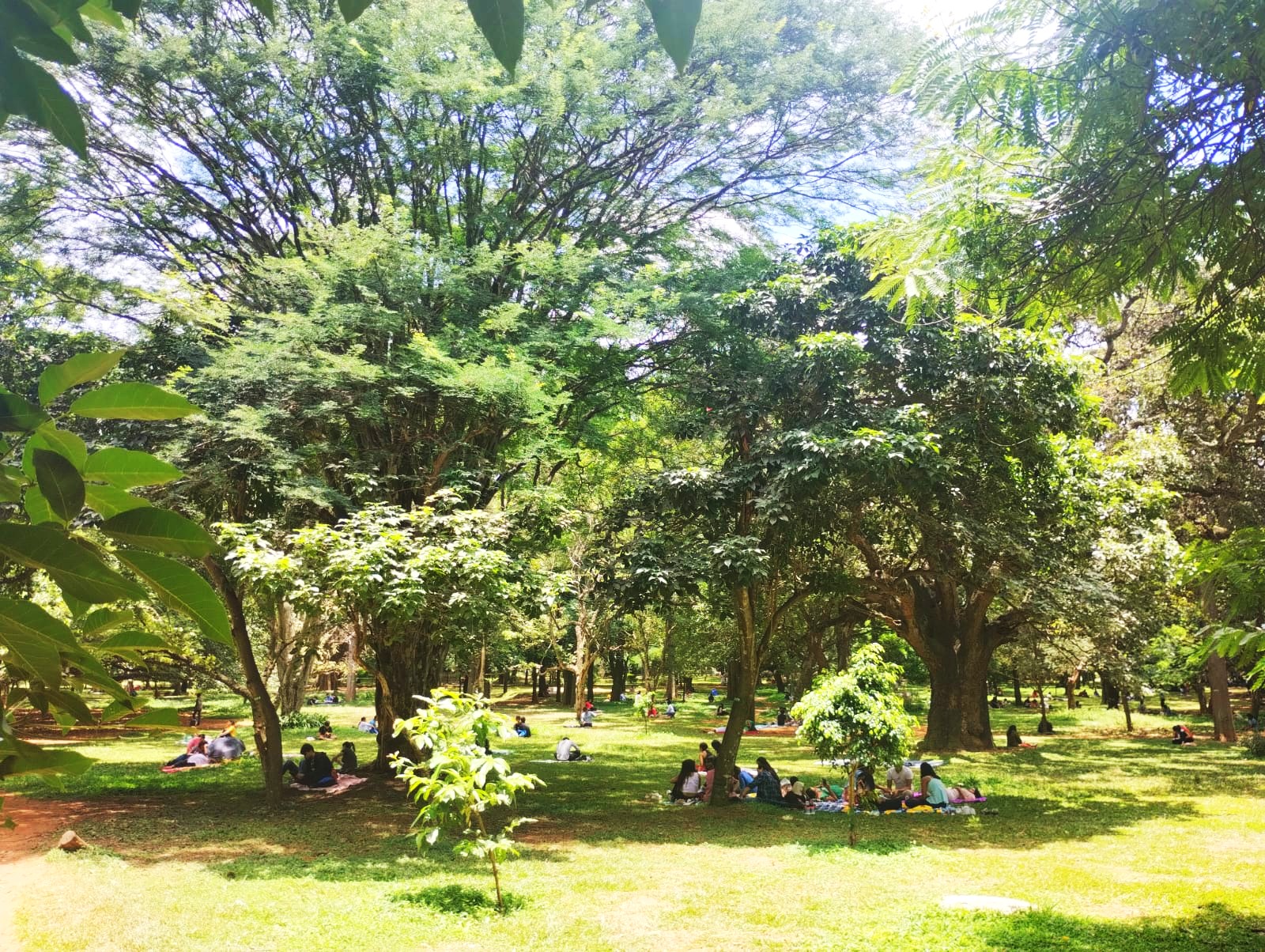 Cubbon Reads Cubbon Park