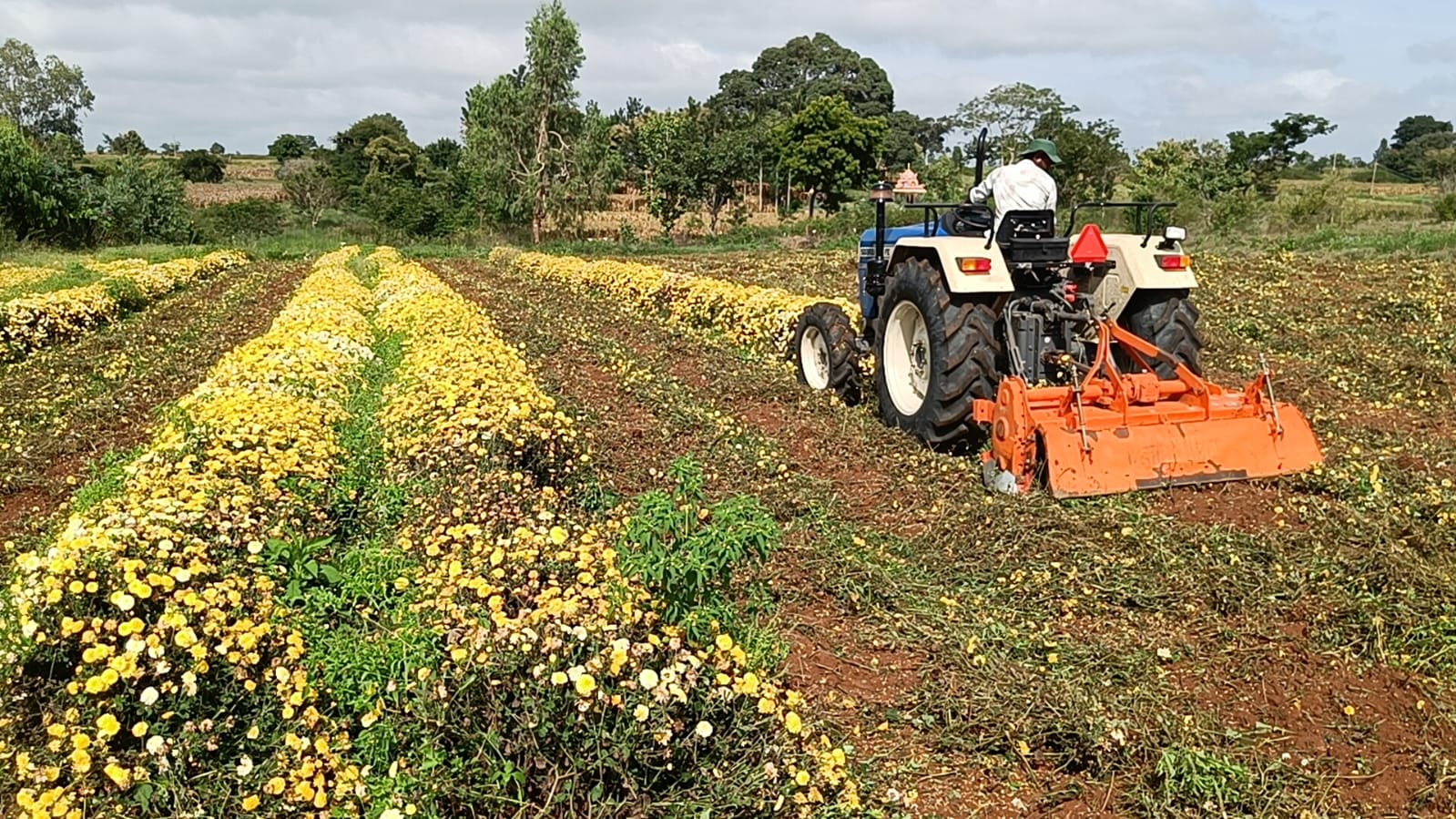 Farmer Chandrashekar destroying his flower farm