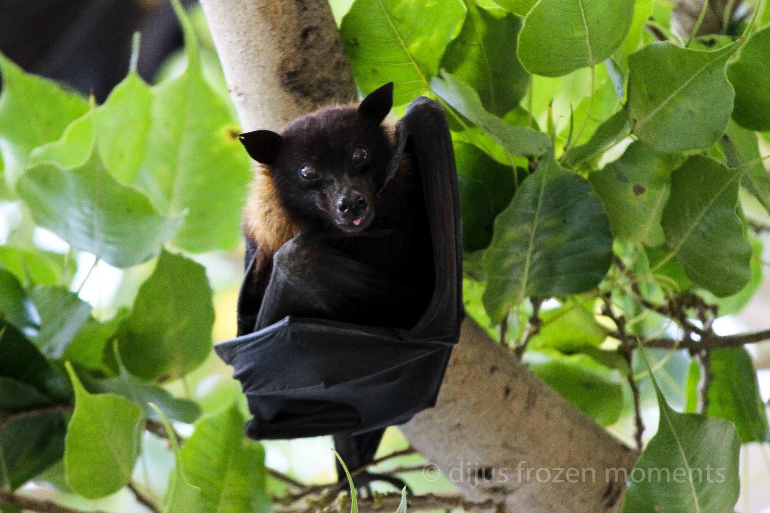Bat