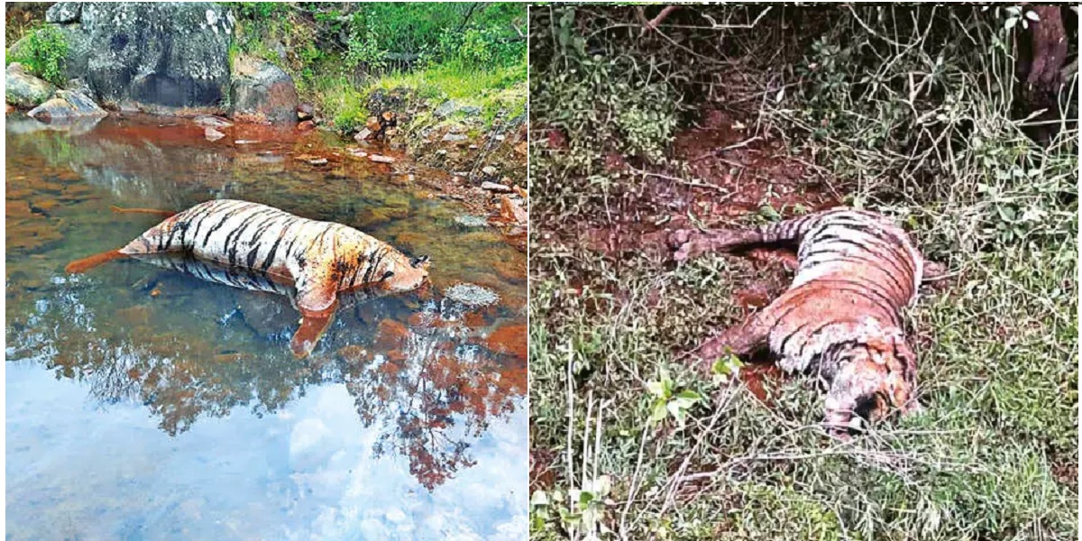 2 more tigresses found dead in Tamil Nadu: Toll up to 6 in a month