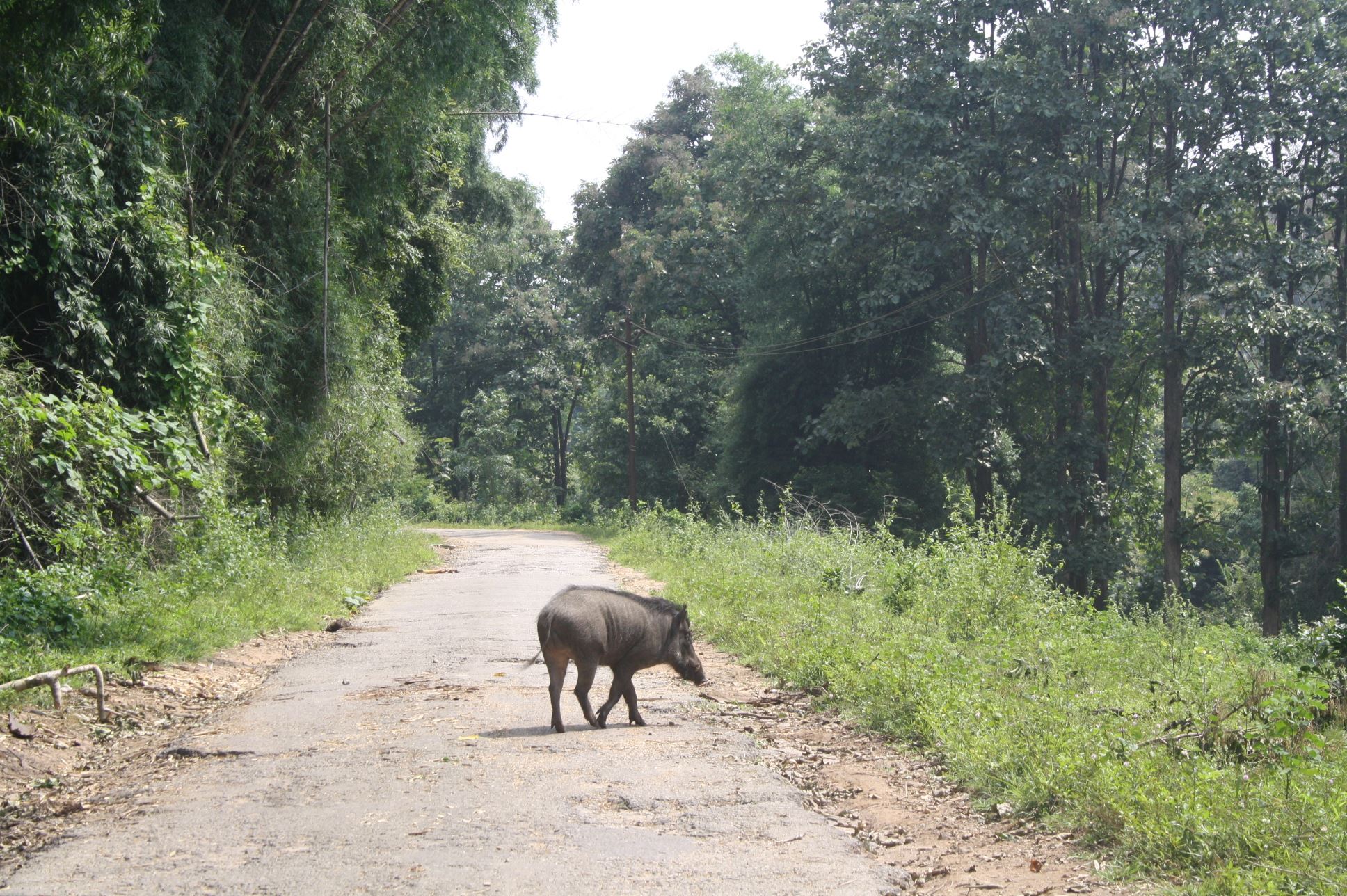 Wild boar