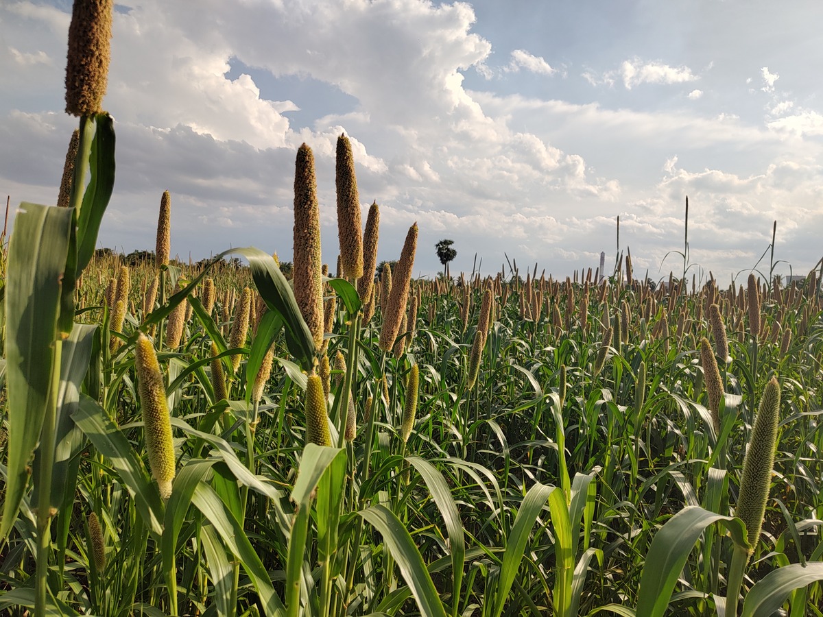 Neyveli farmers attribute the poor yield of pearl millet to the Neyveli Lignite Corporation's poor management of fly ash. (Laasya Shekhar/ South First)