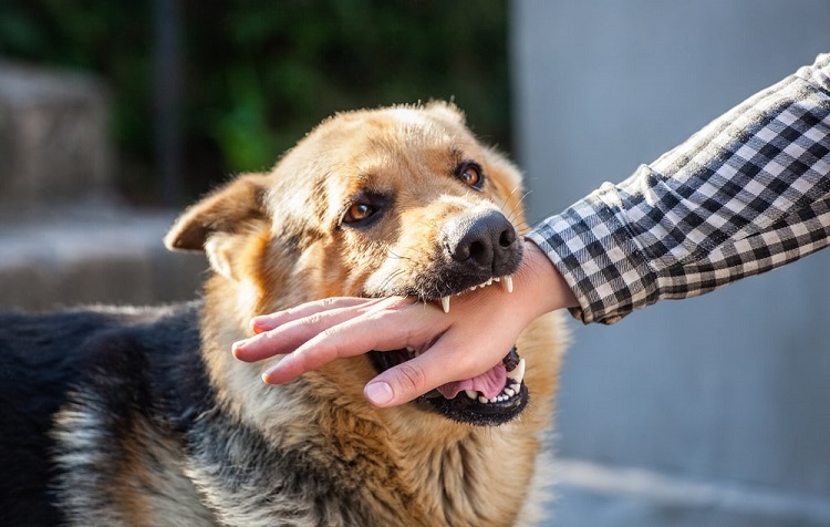 Kerala reports over 1.3 lakh dog bite cases in four months; rabies deaths raise alarm(Wikimedia Commons)